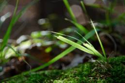 Grashalm und Moos im Wald