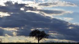 Baum Wolken in der Dämmerung